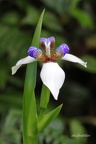 Iris (Neomarica northiana)